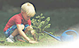 Piantare Alberi per Salvare il Clima della Terra