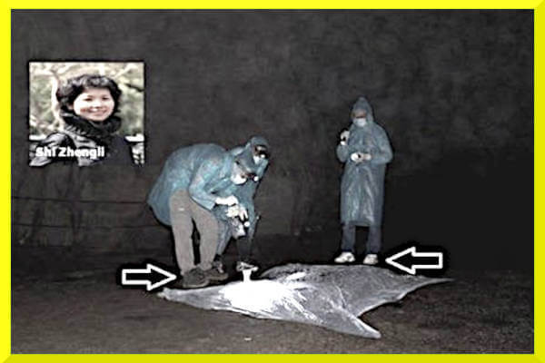 Shi Zhengli è tornata con un altro coronavirus di pipistrello