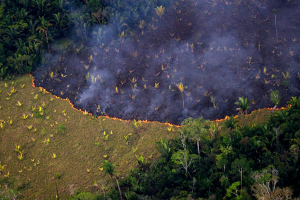 Chi Curera' la Polmonite dell'Amazzonia?