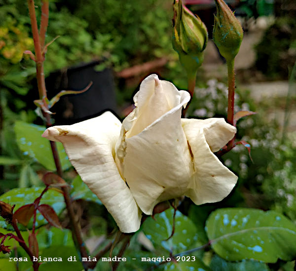Rosa Bianca
