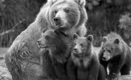 Tutta l'Italia Chiede di Salvare Mamma Orsa Jj4