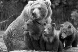 Tutta l'Italia Chiede di Salvare Mamma Orsa Jj4