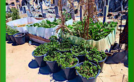 Resistenza Palestinese è un piccolo orto tra le macerie di Gaza