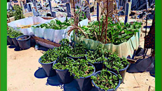 Resistenza Palestinese è un piccolo orto tra le macerie di Gaza