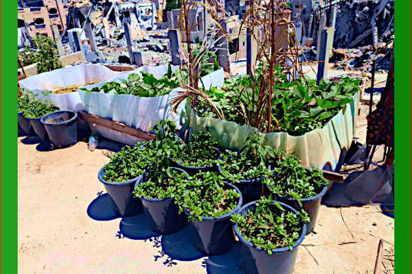 Resistenza Palestinese è un piccolo orto tra le macerie di Gaza