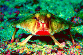 Salvini Fa il Miracolo, Resuscita Renzi e Di Maio