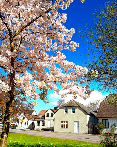 primavera 2024 a Dalby, Svezia - foto Ivan Fantasia with surrounding environment and a calm emotional tone