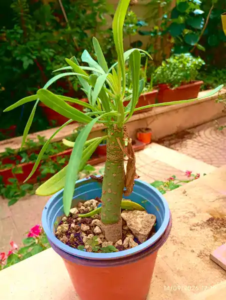 Senecio Kleinia