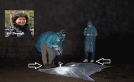 Coronavirus, Intervista a Shi Zhengli con Foto che Accusano il Wuhan Lab