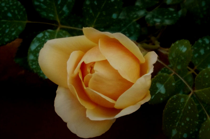 Rosa Austin