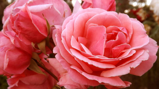 Rosa "Miaibrida"
