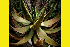 Aloe Monstruosa