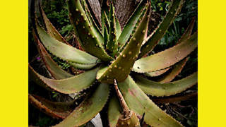 Aloe Monstruosa