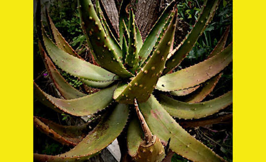 <p>Aloe Monstruosa</p>