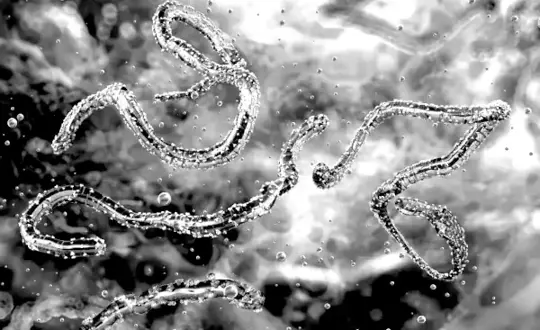 <p>virus Marburg</p>