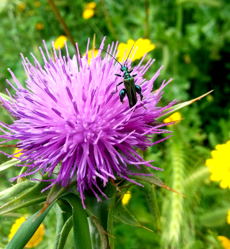 Un insetto nel mio giardino - maggio 2014 - foto Ivan Fantasia