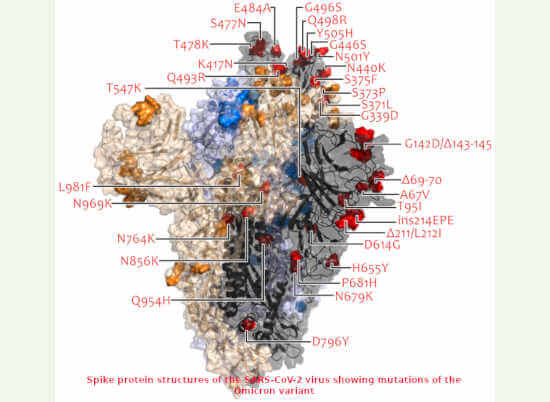 /media/dqgjc2jd/omicron-variant-of-sars-cov-2.jpg