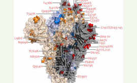 COVID-19 Omicron Allarme Rosso Prepararsi al Peggio