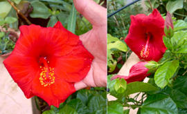 Ibisco Rosso al Caffè