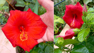 Ibisco Rosso al Caffè