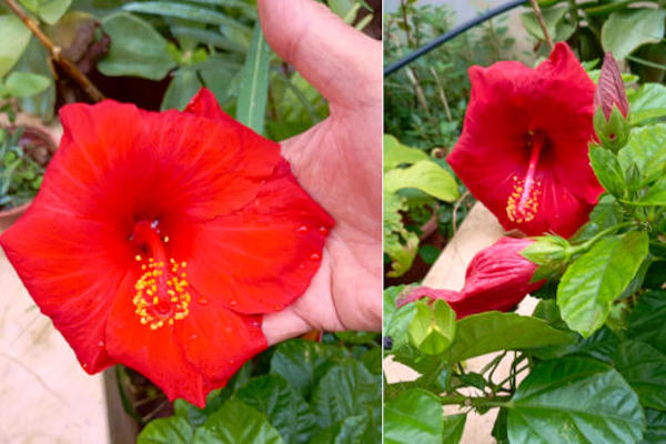 Ibisco Rosso al Caffè