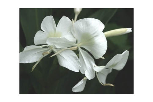 mariposa