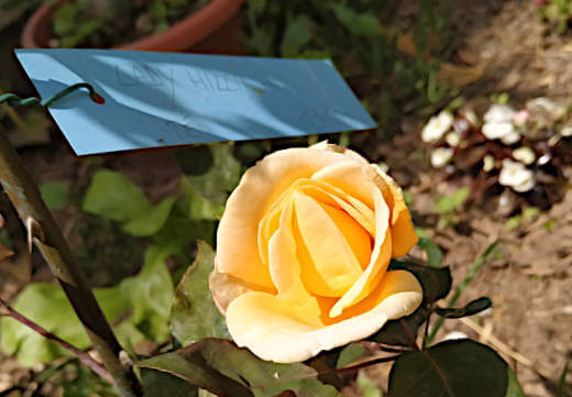 Rosa Lady Hillingdon