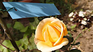 Rosa Lady Hillingdon