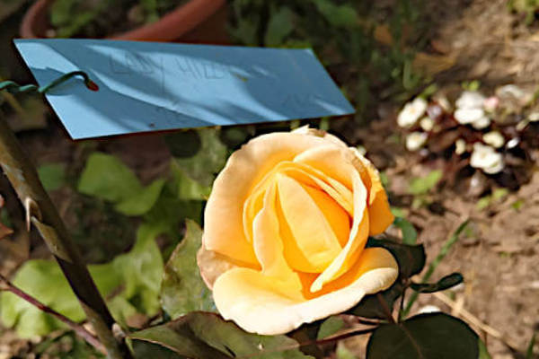 Rosa Lady Hillingdon