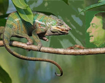 Draghi Camaleonte