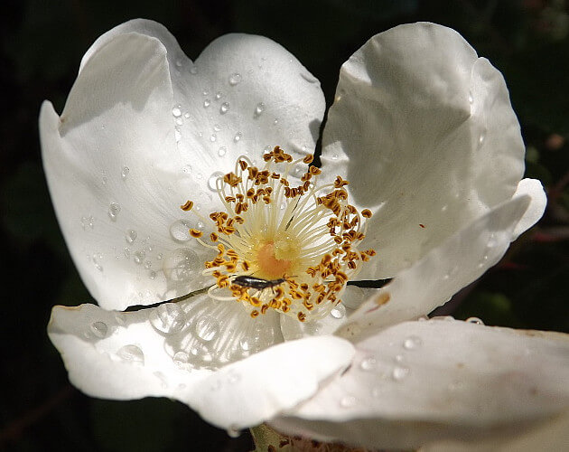 Rosa di bosco