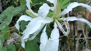 Bauhinia forficata