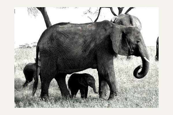 LA TRISTE STORIA DI ELEFANTESSA E DEL SUO DUMBO MAI NATO