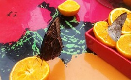 Armocromismi di Ivan Fantasia