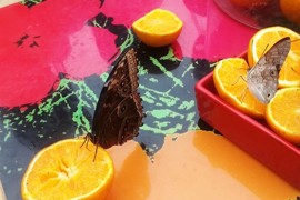 Armocromismi di Ivan Fantasia