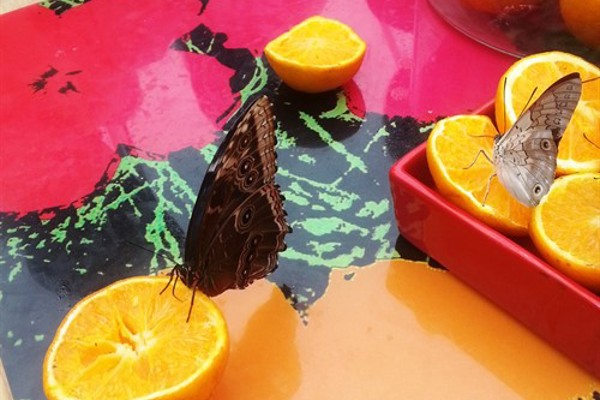 Armocromismi di Ivan Fantasia