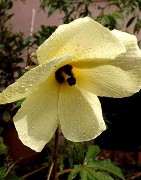 Abelmoschus (hibischus) manihot