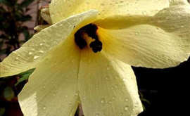 Abelmoschus (hibischus) manihot