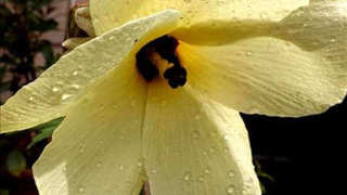 Abelmoschus (hibischus) manihot