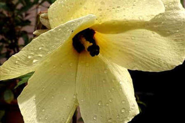 Abelmoschus (hibischus) manihot