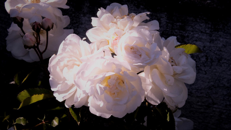Rosa di Berlino