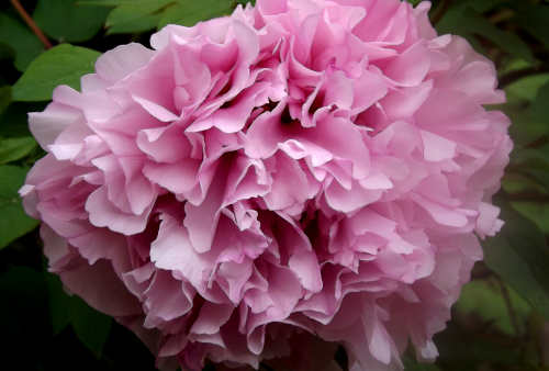 Peonia Rosea Arborea