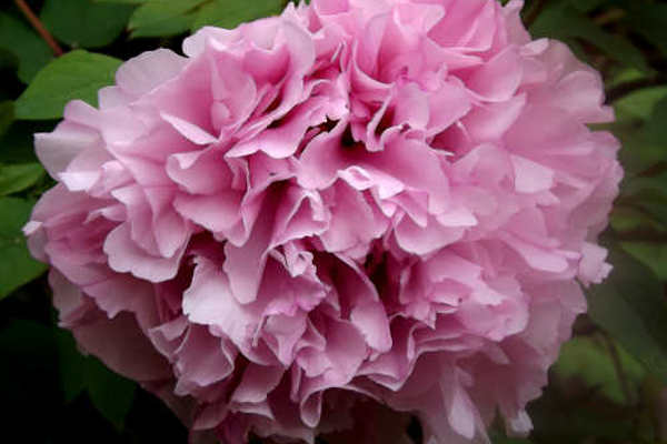 Peonia Rosea Arborea