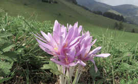 COLCHICINA, LO SCANDALO DEL FARMACO ANTI COVID IGNORATO DAI GOVERNI