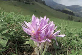 COLCHICINA, LO SCANDALO DEL FARMACO ANTI COVID IGNORATO DAI GOVERNI