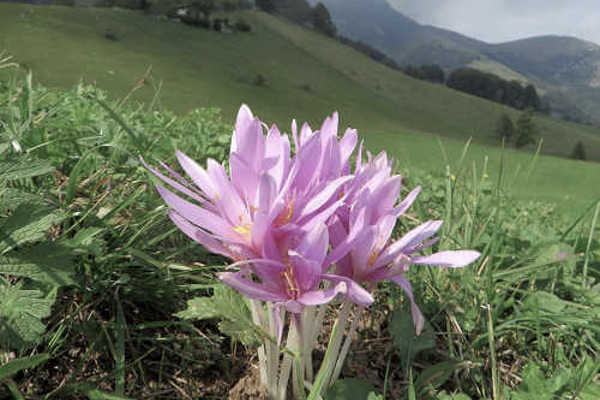 COLCHICINA, LO SCANDALO DEL FARMACO ANTI COVID IGNORATO DAI GOVERNI