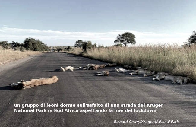 leoni dormono su strada Richard Sowry/Kruger National Park