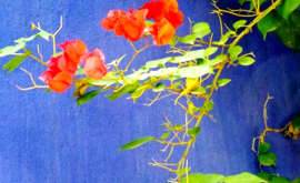 bouganville - Jardin le Majorelle