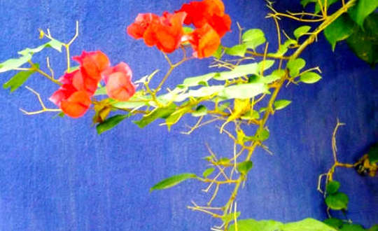 <p>Buganvilla Jardin Majorelle Marrakech 2011</p>