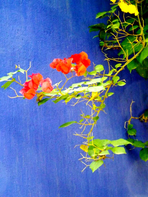 Buganvilla Jardin Majorelle Marrakech 2011